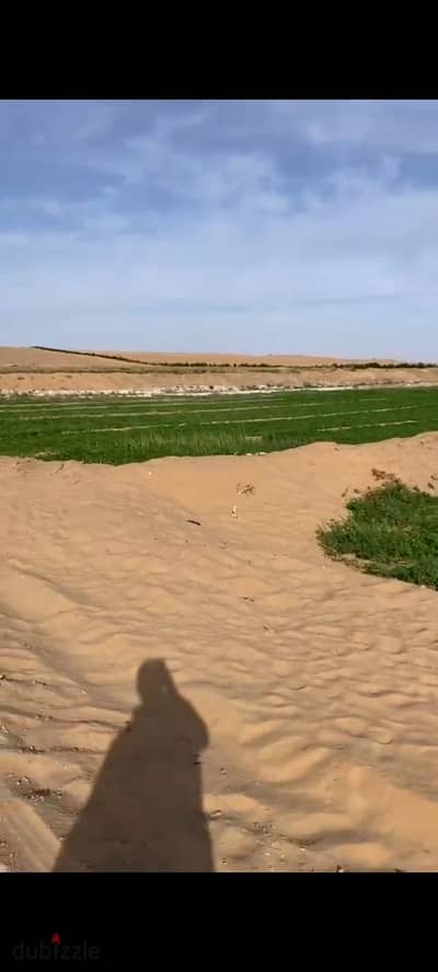 للإيجار ارض زراعية مدة طويلة بوادي النطرون