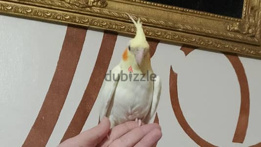 كوكتيله تاكيل يدوي صحه وريش ما شاء الله ما فيش عرض نهائي