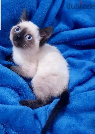سيامي كيتن  Siamese  سيامي