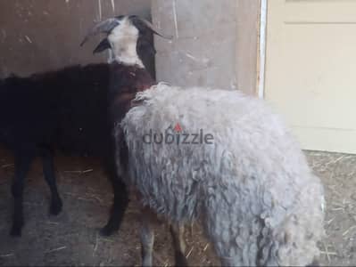 خروفين بلدي لباني