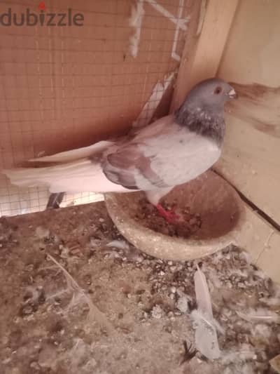 اربع قصوص عليهم الصمه