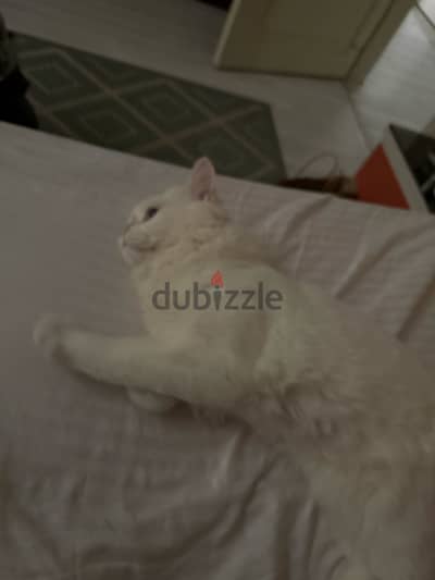 قط شيرازي ابيض عينيه زرقا للتبني