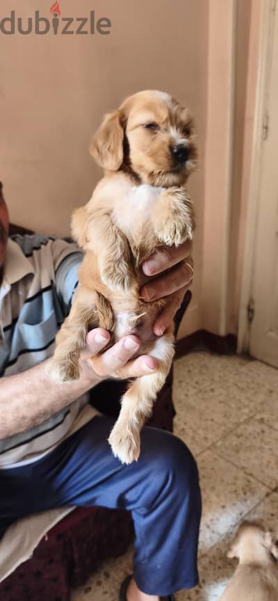 Spaniel Cocker puppies for sale
