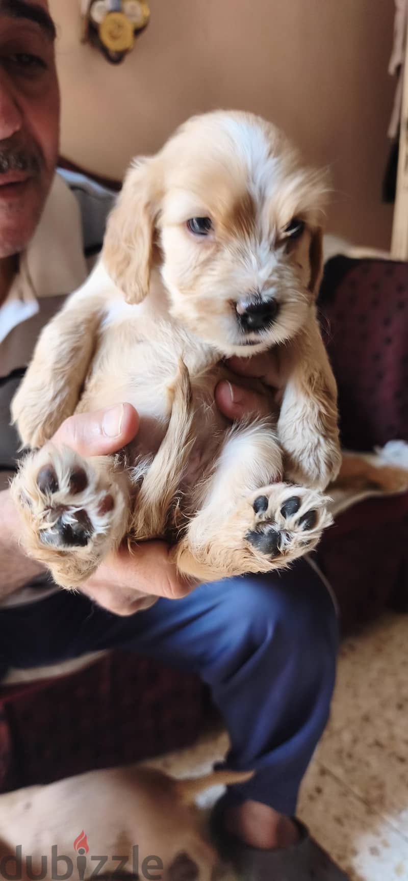 Spaniel Cocker puppies for sale 2