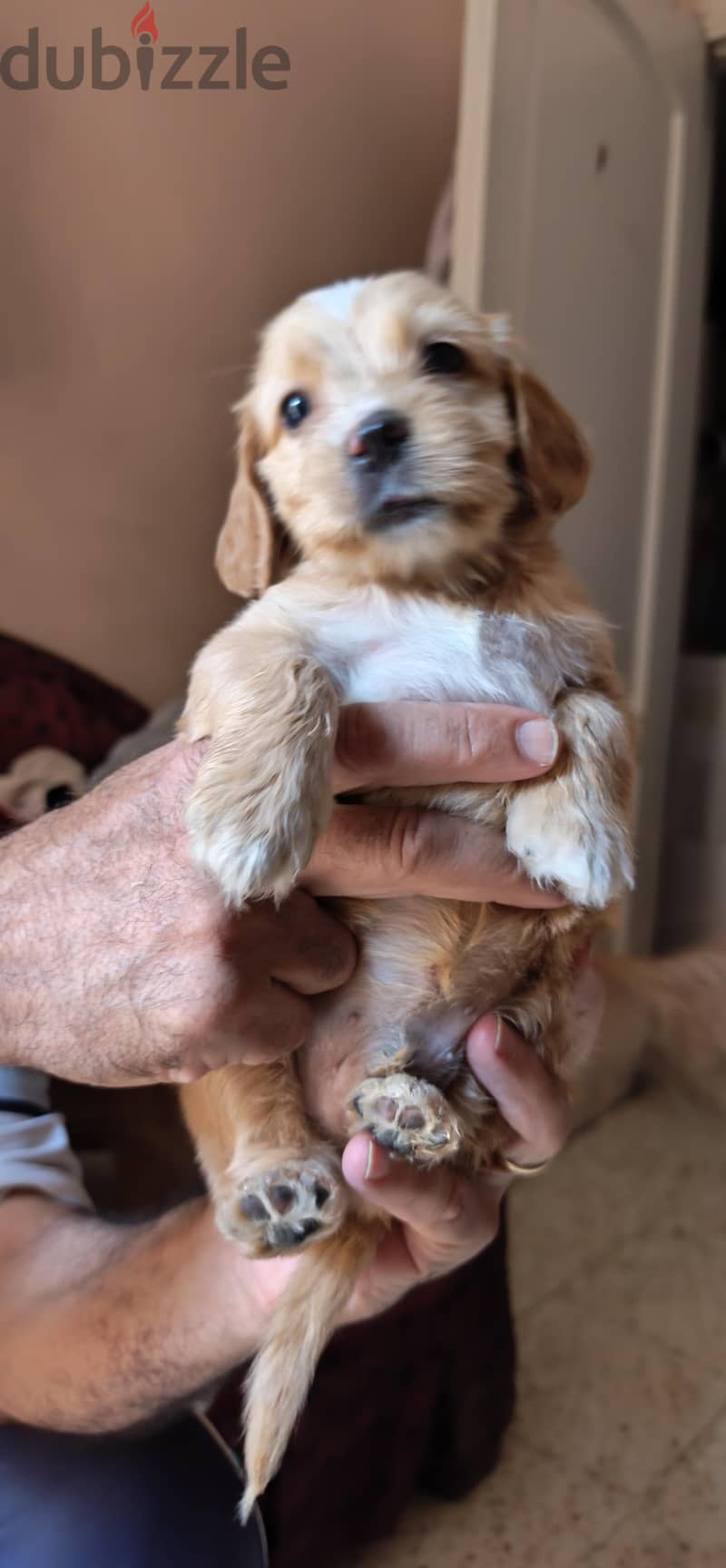 Spaniel Cocker puppies for sale 3