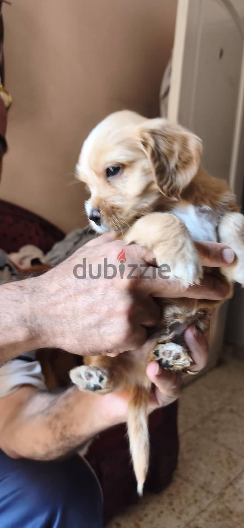 Spaniel Cocker puppies for sale 4