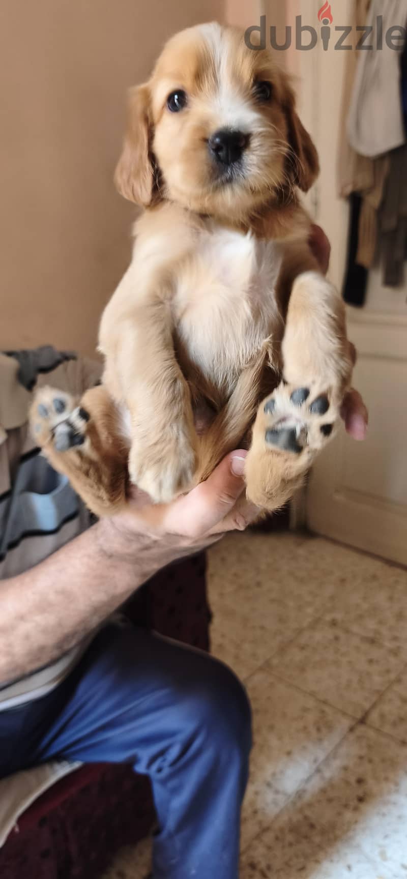 Spaniel Cocker puppies for sale 5