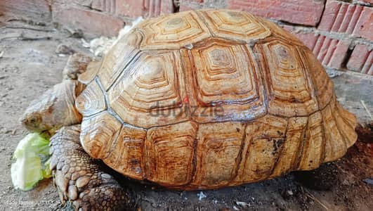 سولكاتا بنت  45 سنتى