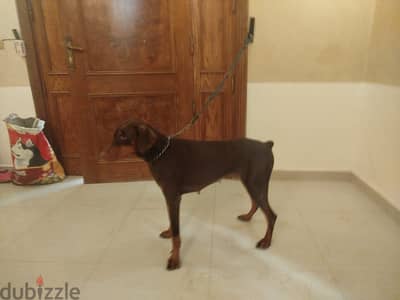 doberman female dog