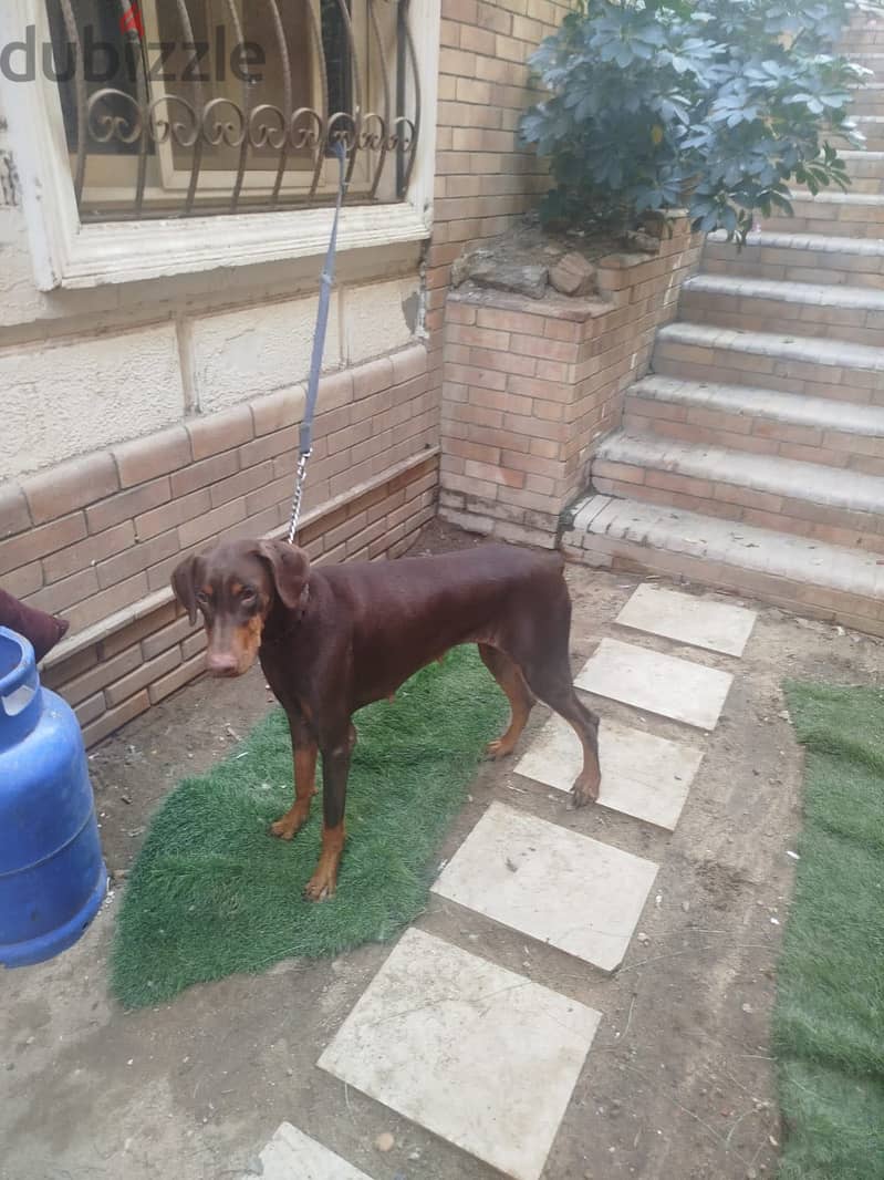 doberman female dog 2