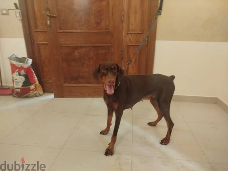 doberman female dog 3