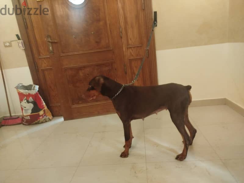 doberman female dog 4