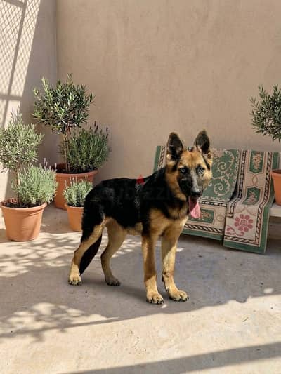 Top Quality German Shepherd Female (6 Months) - نتاية جيرمن شو لاين