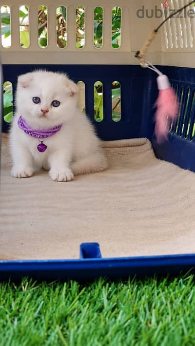 Scottish fold female ny1233