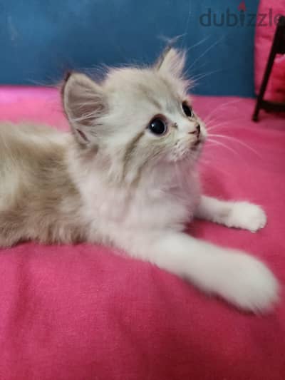 Ragdoll Boy