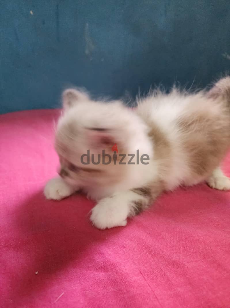Ragdoll Boy 1