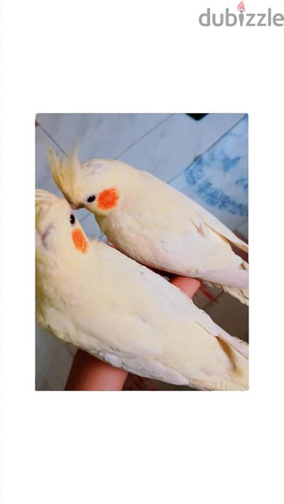 زوج كوكتيل لاتيني (Lutino Cockatiel) ذكر و انثي العمر حوالي 10 شهور