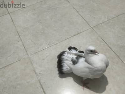 حمام هزاز