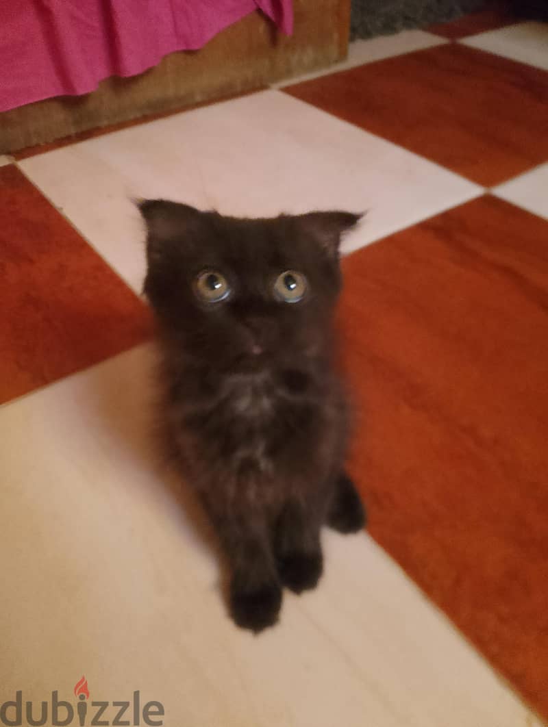 Russian cat 1