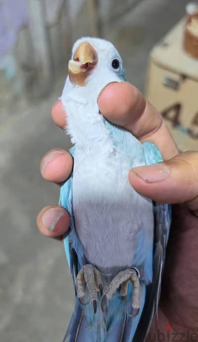 كويكر اوبلاين