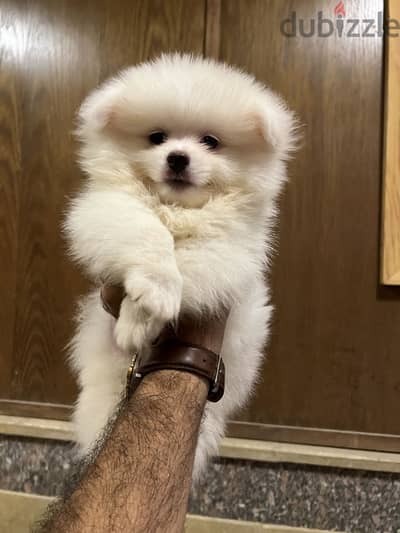 Pomeranian puppies vaccinated 60 days
