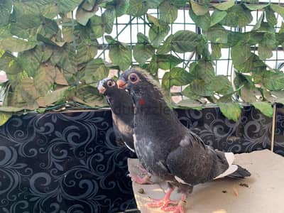 عنبرة غزار