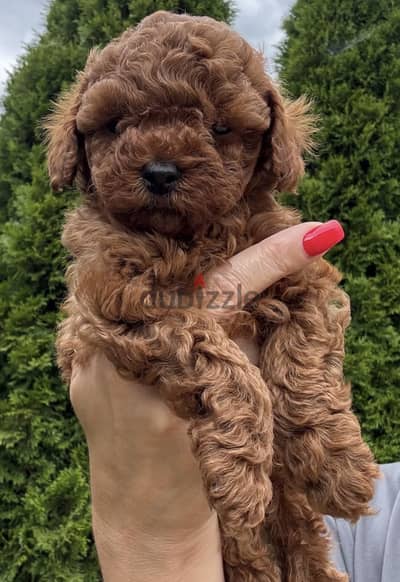 Tea cup poodle