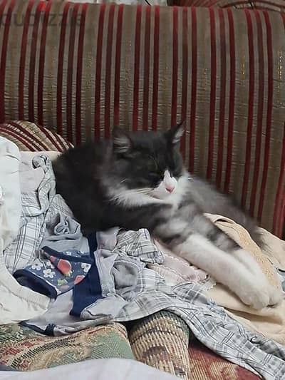 قطه للتبني