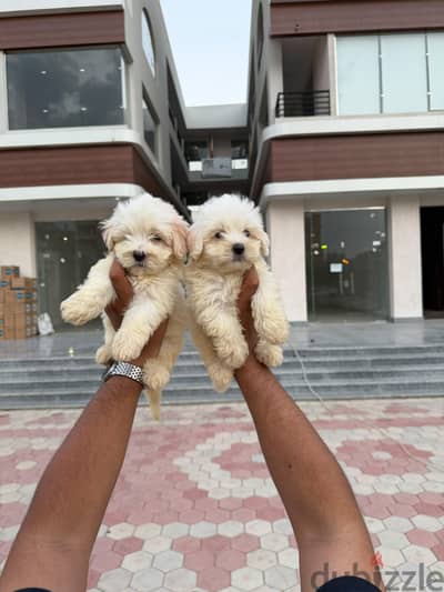 Adorable Maltese Puppies Available Now!