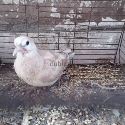 ثلاث زغاليل يمام امري