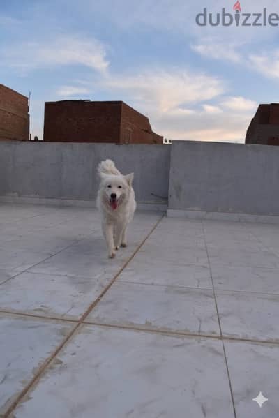 كلبه\Dog هاسكي\Husky وايت (ميكس سامويد) 9 شهور - جاهزة بجميع التطعيمات