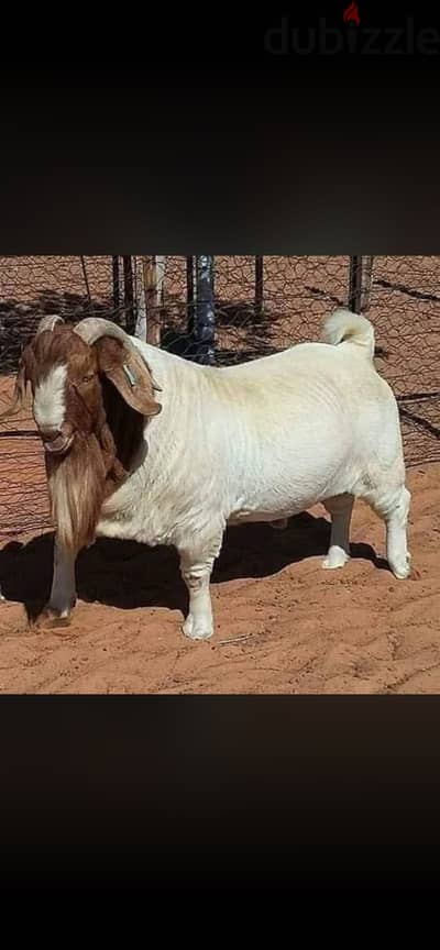 جدي بور طلوقه للزواج فقط