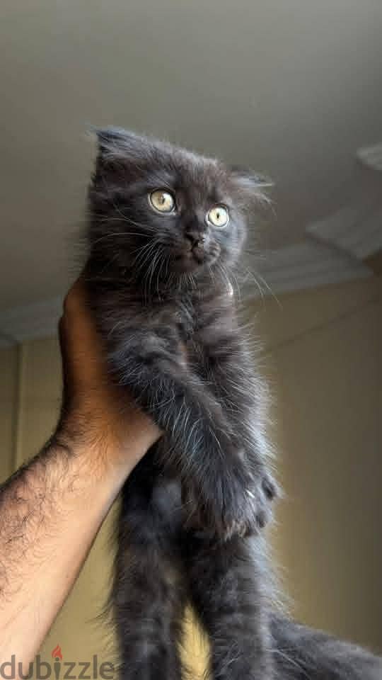 Russian cat 2