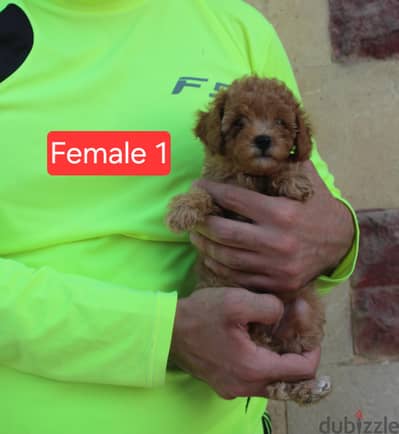 Toy Poodle , Cavapoo