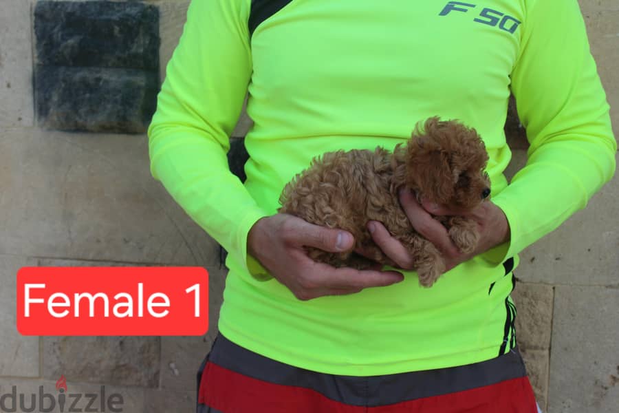 Toy Poodle , Cavapoo 1
