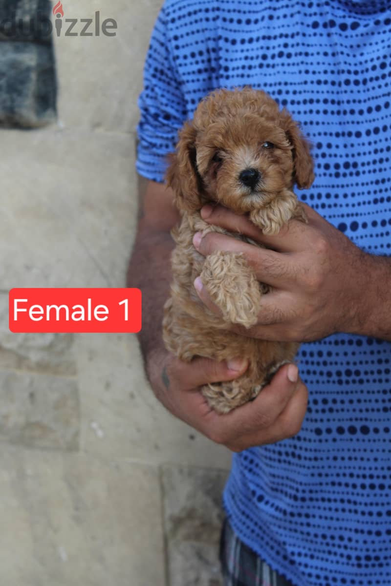 Toy Poodle , Cavapoo 2