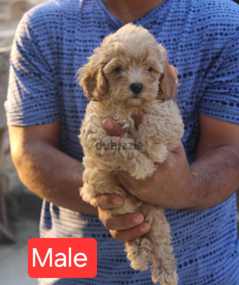 Toy Poodle , Cavapoo 3