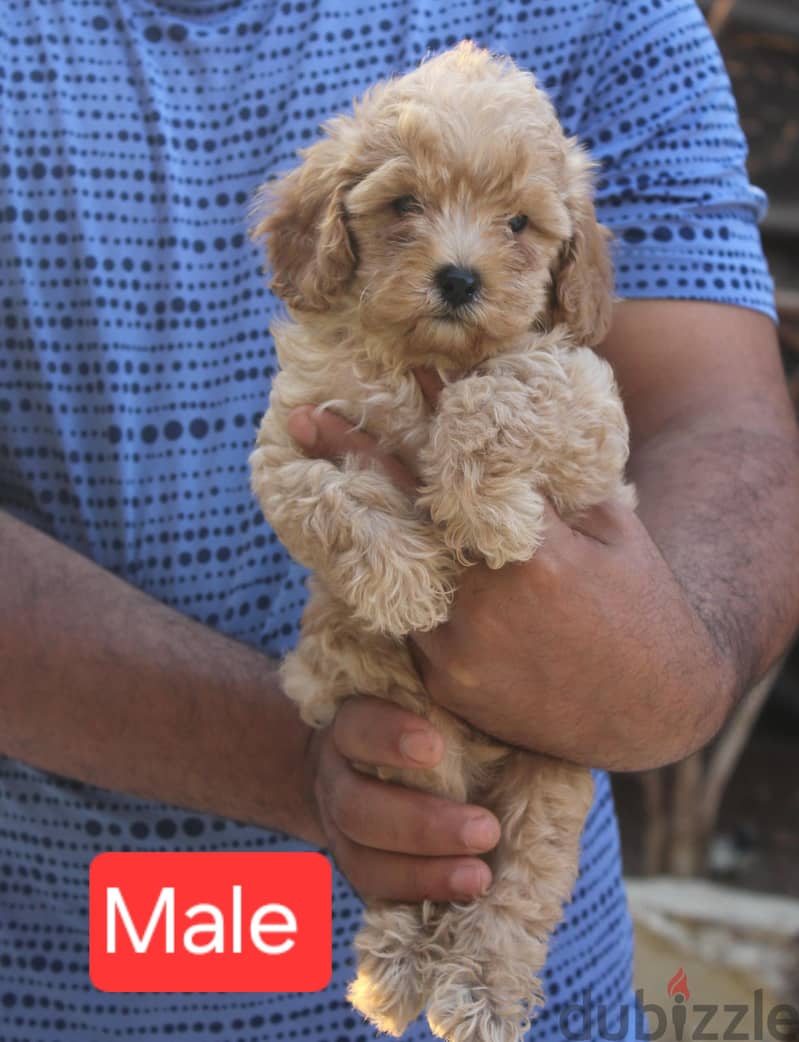 Toy Poodle , Cavapoo 4