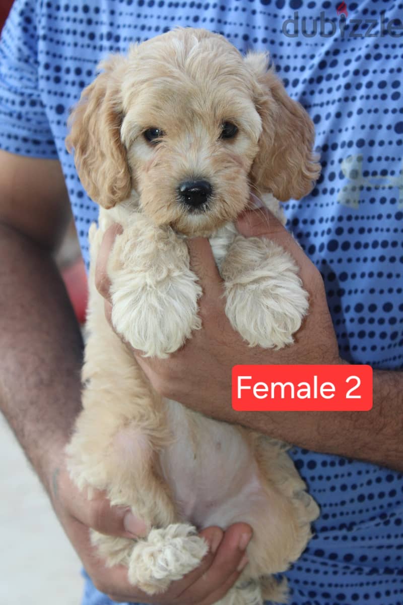 Toy Poodle , Cavapoo 5