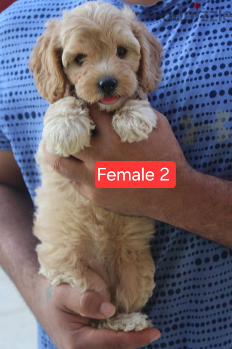 Toy Poodle , Cavapoo 6