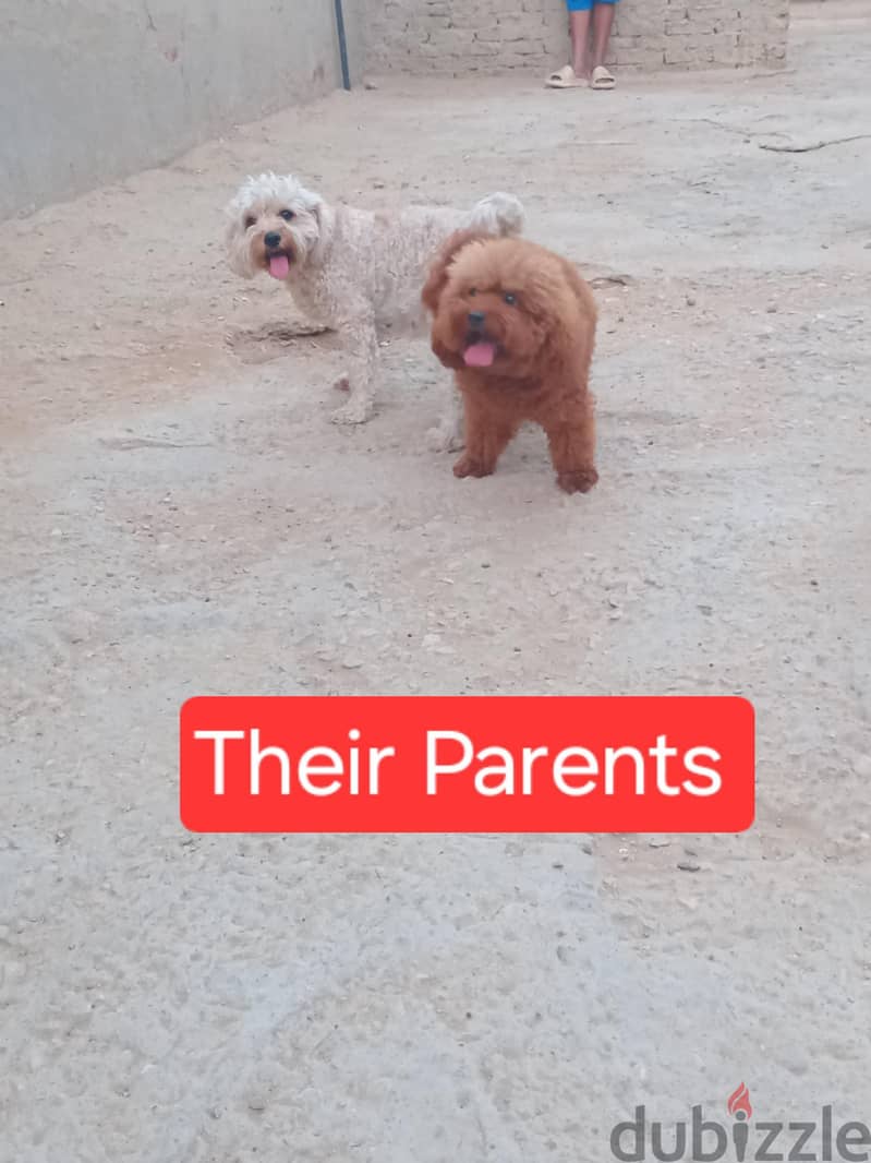 Toy Poodle , Cavapoo 7