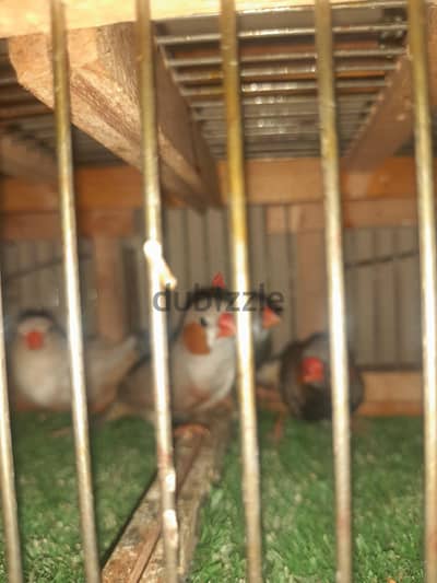 عصافير زيبرا