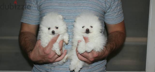 Teacup Pomeranian