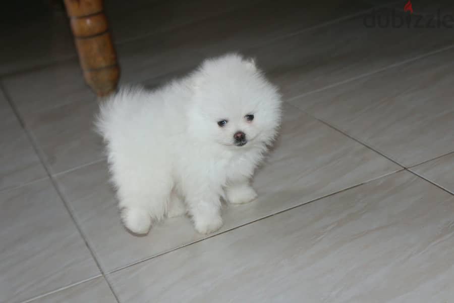 Teacup Pomeranian 1