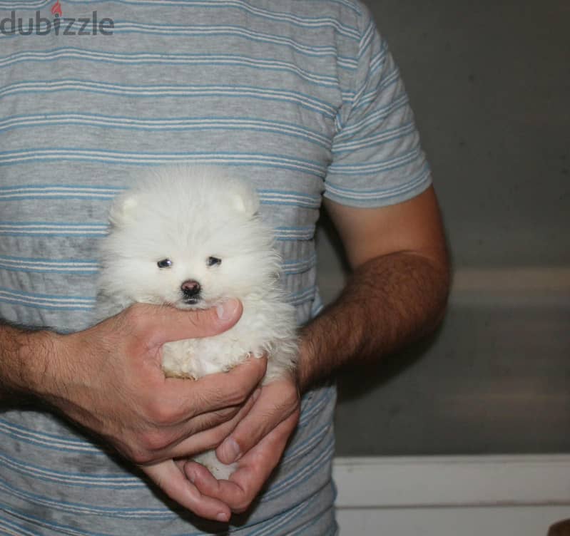 Teacup Pomeranian 2