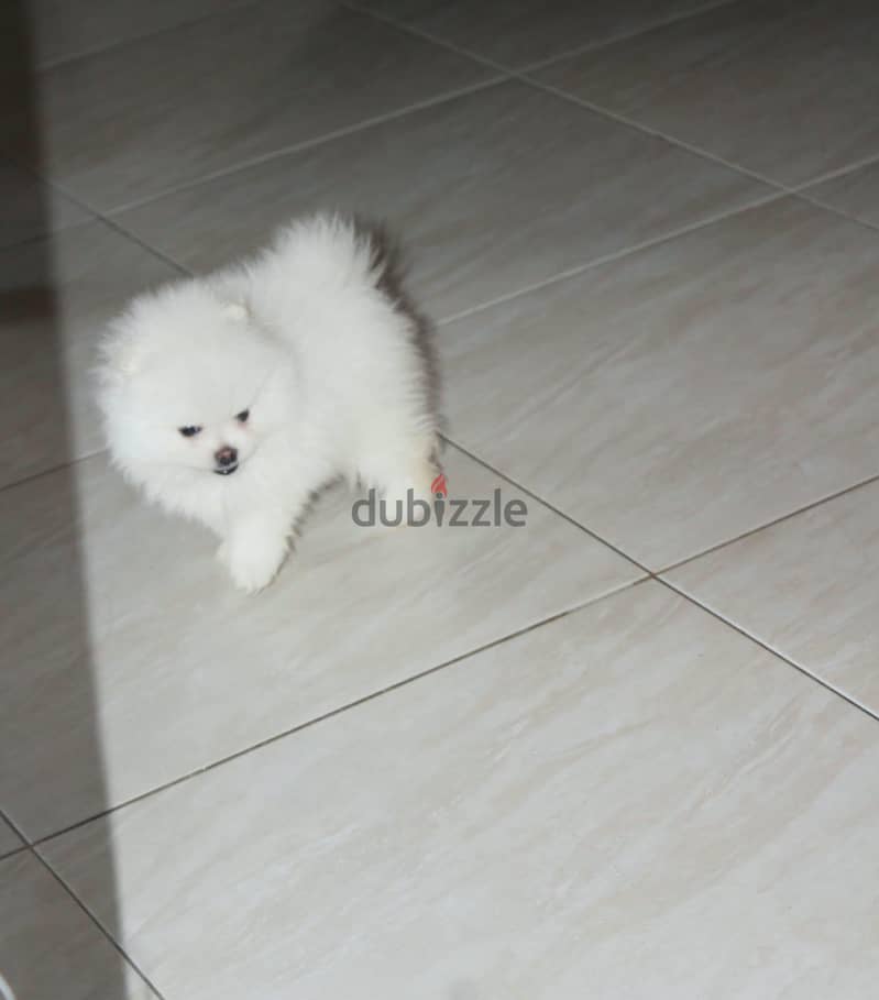 Teacup Pomeranian 3