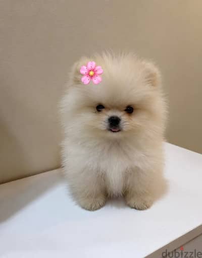 بوميرينيانتي كب مطعمين بالباسبور