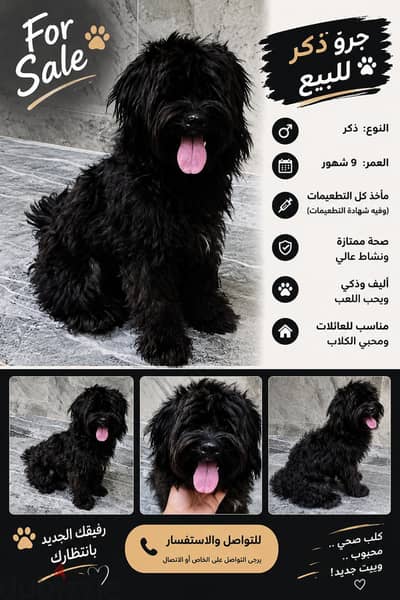 لهواه النوادر