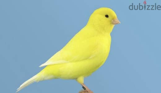 عصافير كناريا