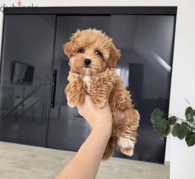 مالتيبو_maltipoo